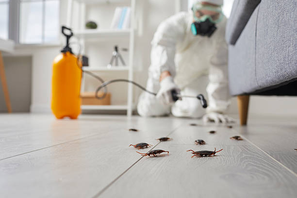 Commercial Rodent Management in Piru